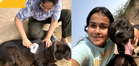 Animal Shelter Group Cleanups