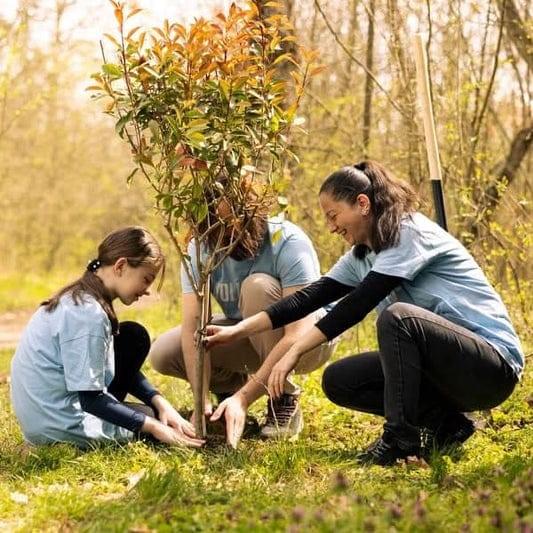 Plantation for Peace