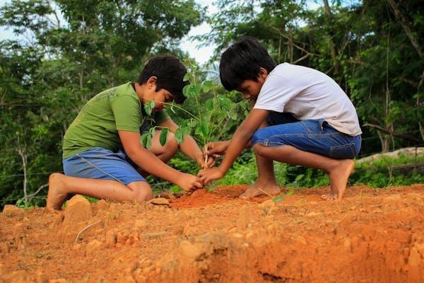 Tree Plantation